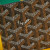 Goyard Victoire Wallet Black